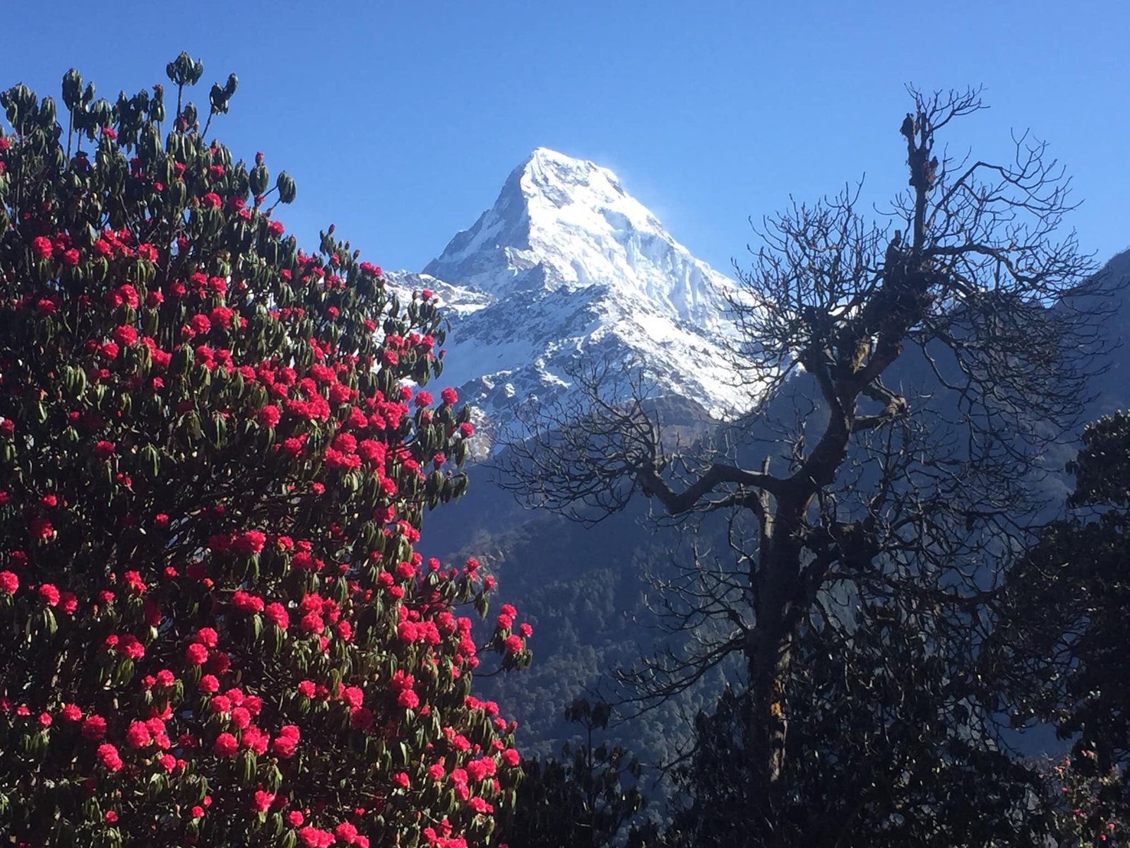 Dhampus Australian Camp Trek