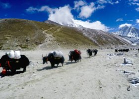 Everest High Passes Trek- 20 Days